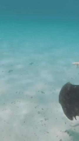 丢人搞笑动图gif,搞笑gif趣图世人皆醒我独睡