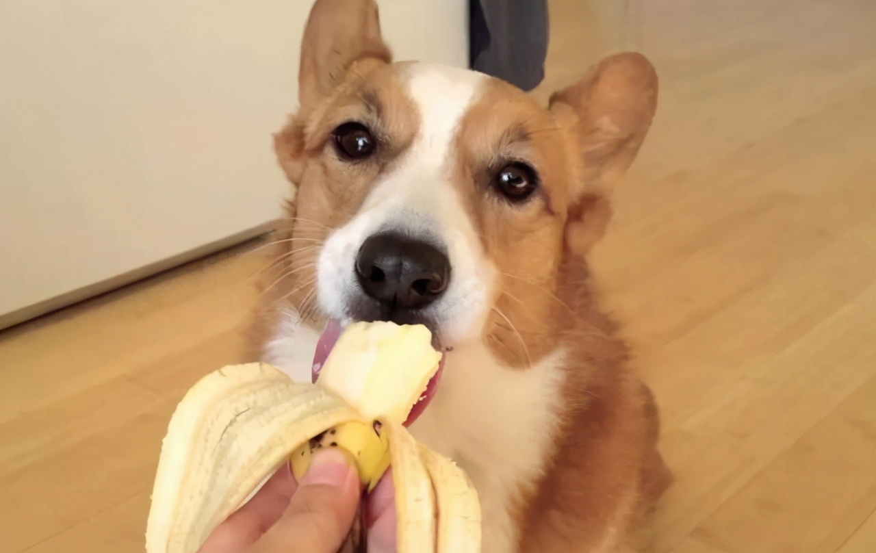 狗狗吃益生菌可以治疗便秘吗,狗狗为何总是拉稀