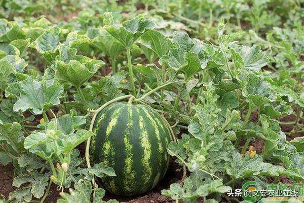 中国最好吃的西瓜品牌排行,中国最好吃的西瓜是什么品种