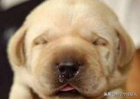 狗狗咳嗽流鼻涕可以用人吃的药吗,狗狗咳嗽流鼻涕呕吐吃什么药