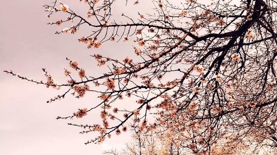 丁香雨女声版,丁香鱼喻越越