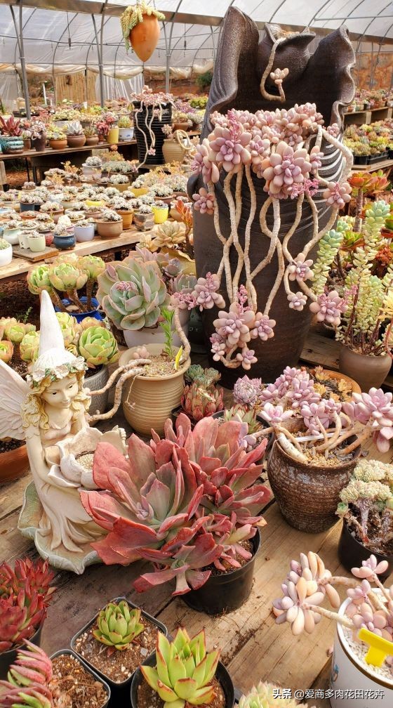 澶氳倝绉嶆鍒涗笟鍚堜綔,澶氳倝绉嶆鍒涗笟椤圭洰