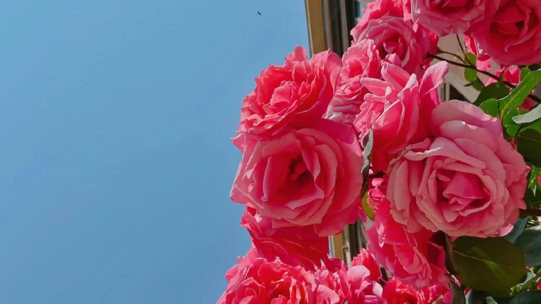 河南省实验学校许昌中学官网,2017许昌实验中学招生