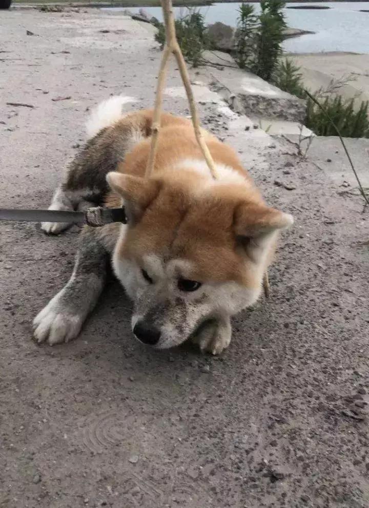 南通有条狗居然想在苏通大桥附近横渡长江，游往江南！