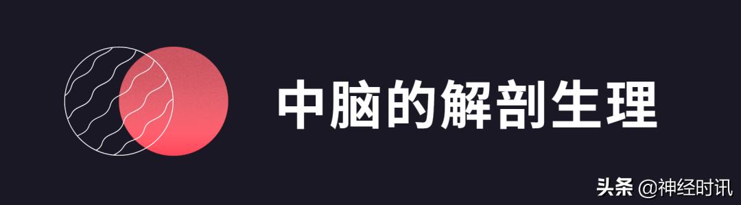 脑干解剖,脑干神经解剖