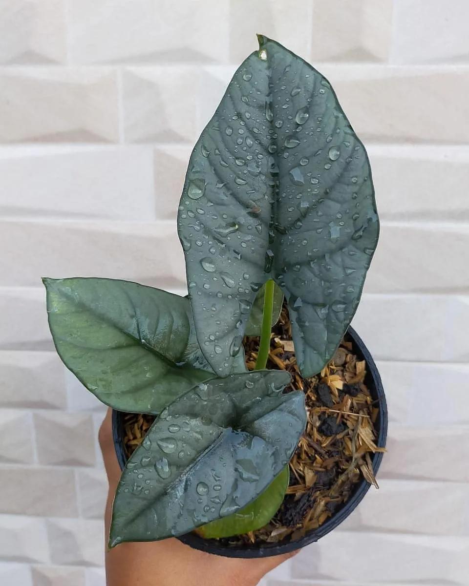 10片叶子的绿植,室内绿植盆栽一元