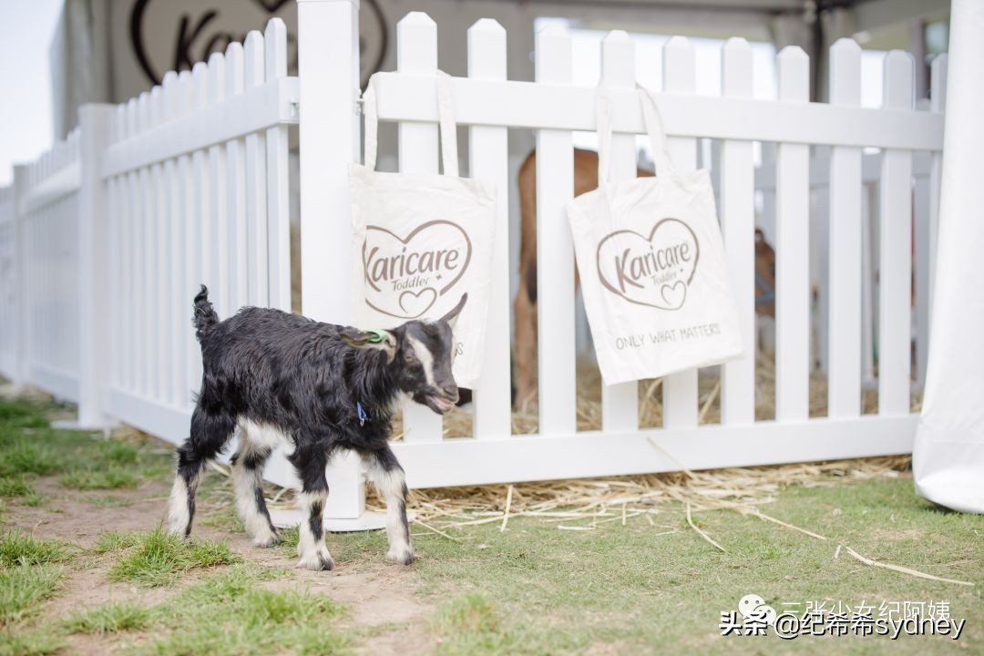 可瑞康奶粉澳洲价格,可瑞康代购奶粉澳洲
