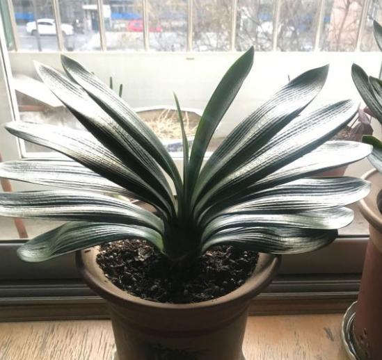 君子兰在什么地方养最合适,君子兰适合在什么地方养