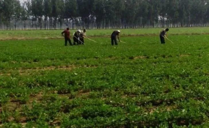 经营家庭农场的10个盈利模式,日本家庭农场经营模式