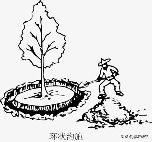 枣树采后巧管理，来年挂果笑呵呵！教你施肥、清园、防治病虫