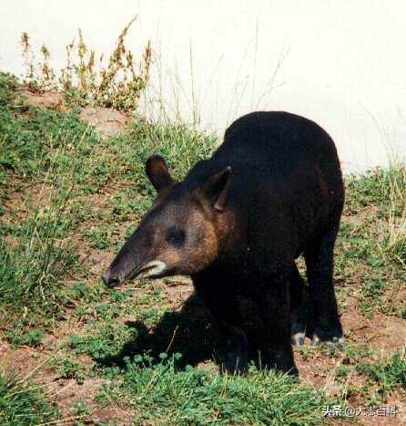 食梦貘是神兽吗,食梦兽是什么动物