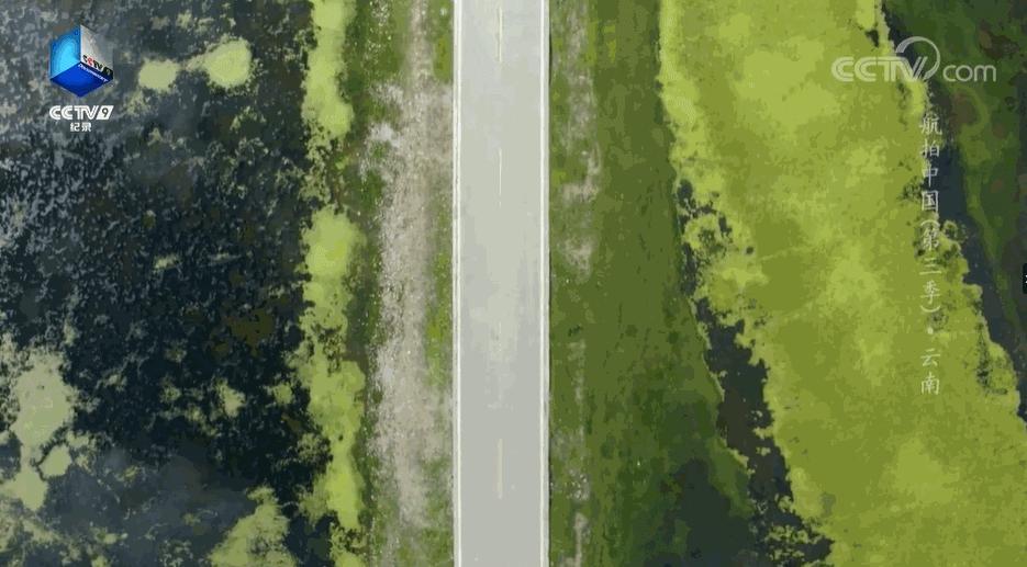 带你Get《司藤》同款神仙美景，春天的香格里拉这样玩