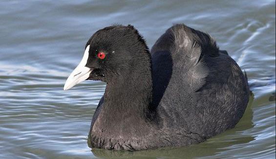 东江揽胜,惠州淡水常见鸟类图谱
