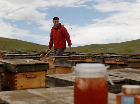 热蜂蜜水解酒还是冷蜂蜜水解酒,喝茶解酒快还是喝蜂蜜水解酒快