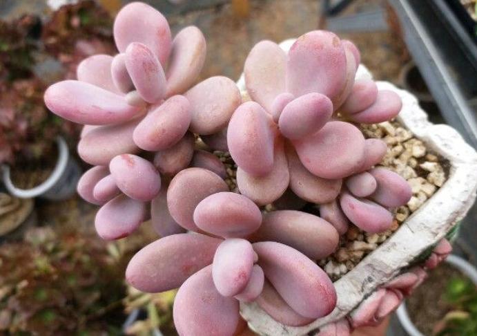 包菜多肉品种哪种最容易上色,什么多肉阳台养容易上色