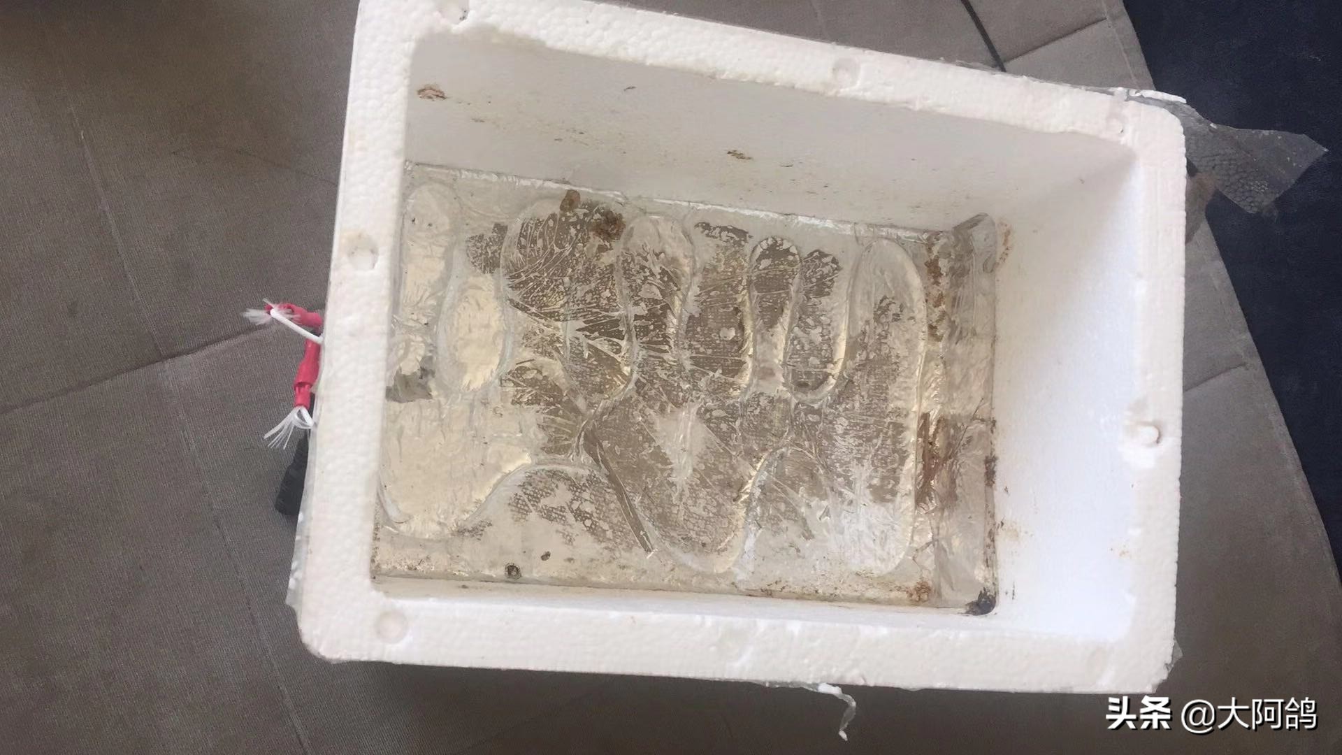 自制鹌鹑蛋简易孵化器,如何不用孵化器简单孵化鹌鹑蛋