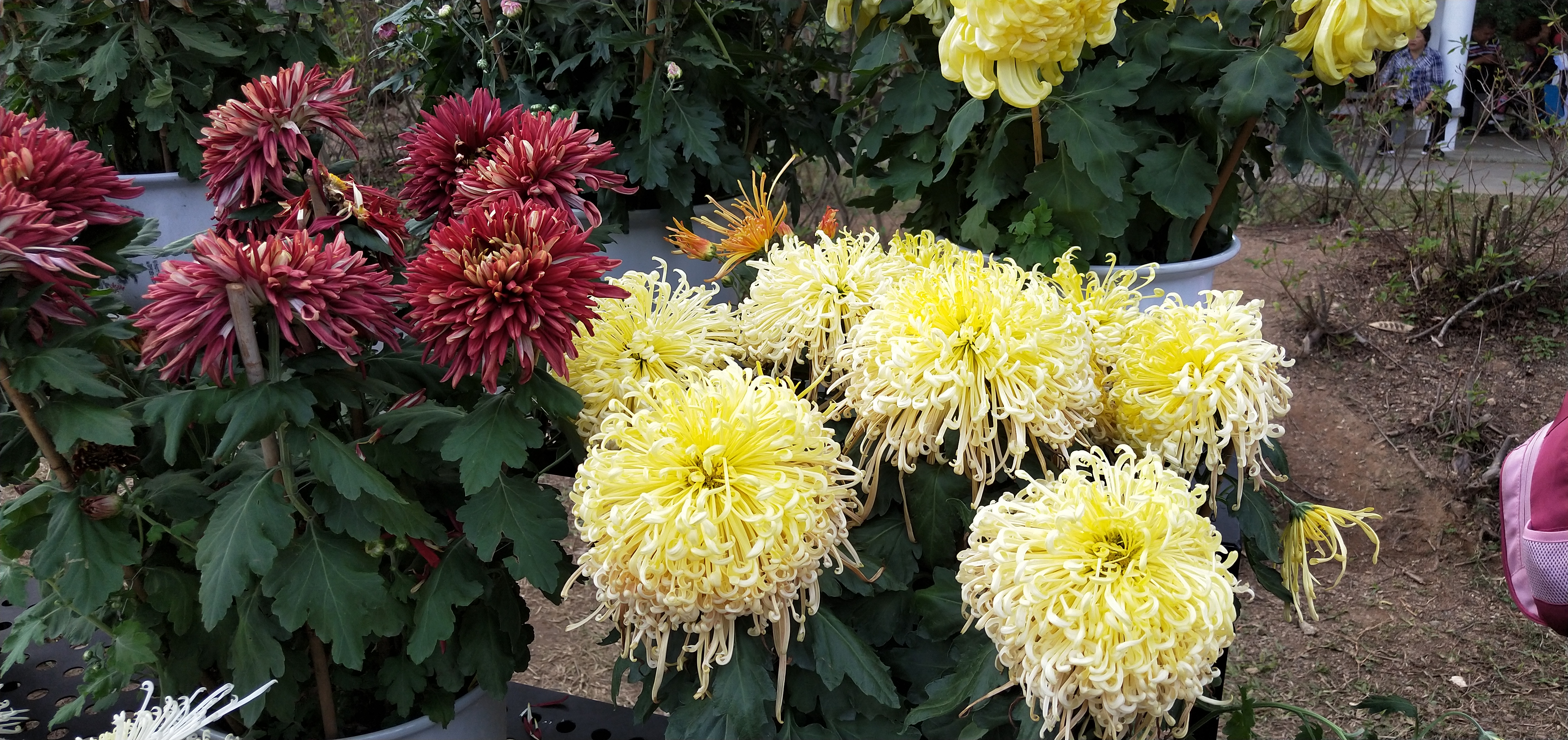 东湖公园菊花花展时间2021,深圳东湖荷节花展