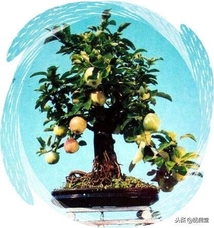 丛林式盆景欣赏,盆景欣赏及制作
