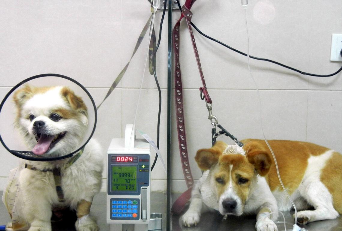 狗狗不能吃的十种食物,狗狗不能吃的食物你知道多少