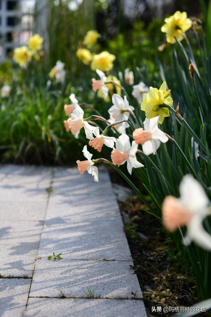 上海洋水仙,上海璞素上居民宿抖音团购