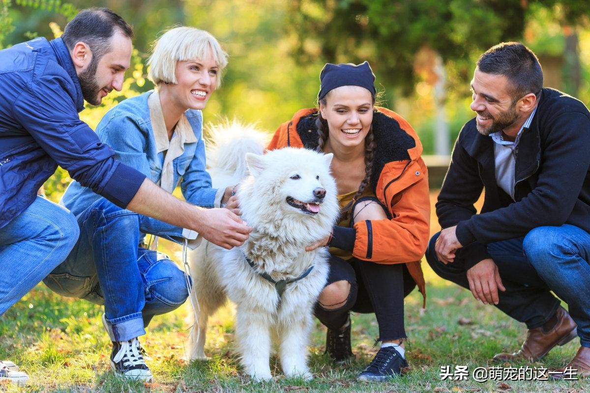 微笑天使萨摩耶优缺点,微笑天使萨摩耶聪明吗