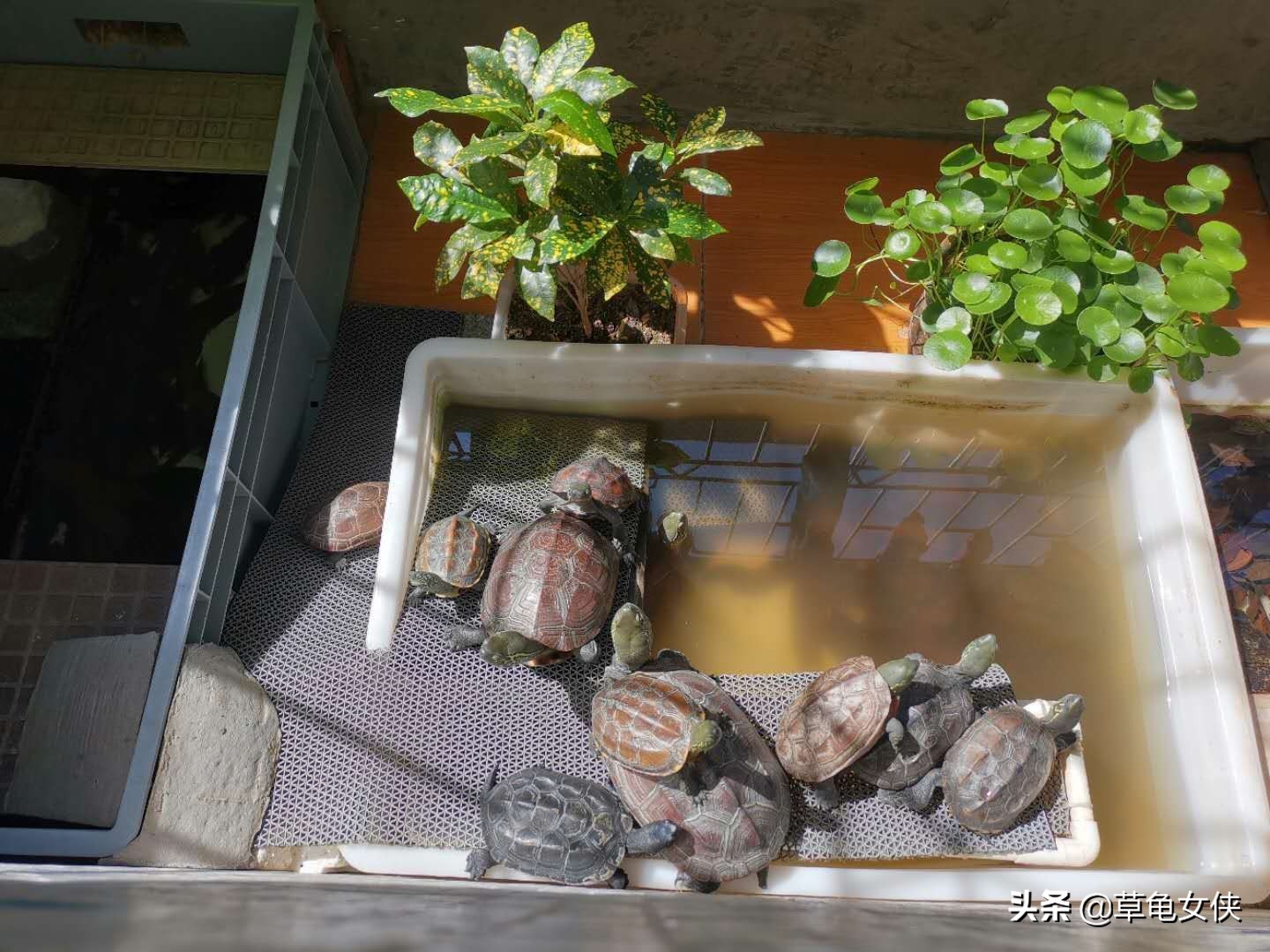 小乌龟得了肺炎嗷嗷直叫唤怎么办,乌龟得肺炎了用甲硝唑药片可以吗