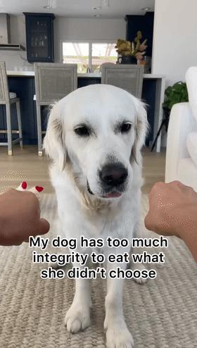 狗狗晕车吐了两次没精神,狗狗晕车吐了主人也吐了