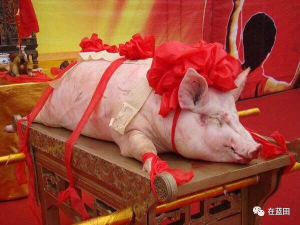 猪年写猪词,猪年像猪一样的吉祥话