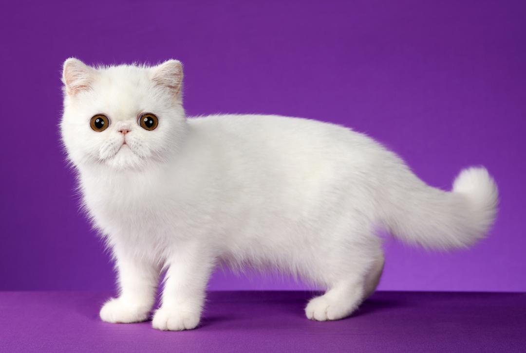 猫咳嗽出血了怎么办,猫咳嗽了是怎么回事