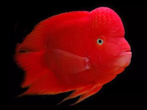 财神鱼哪种比较漂亮,起头财神鱼