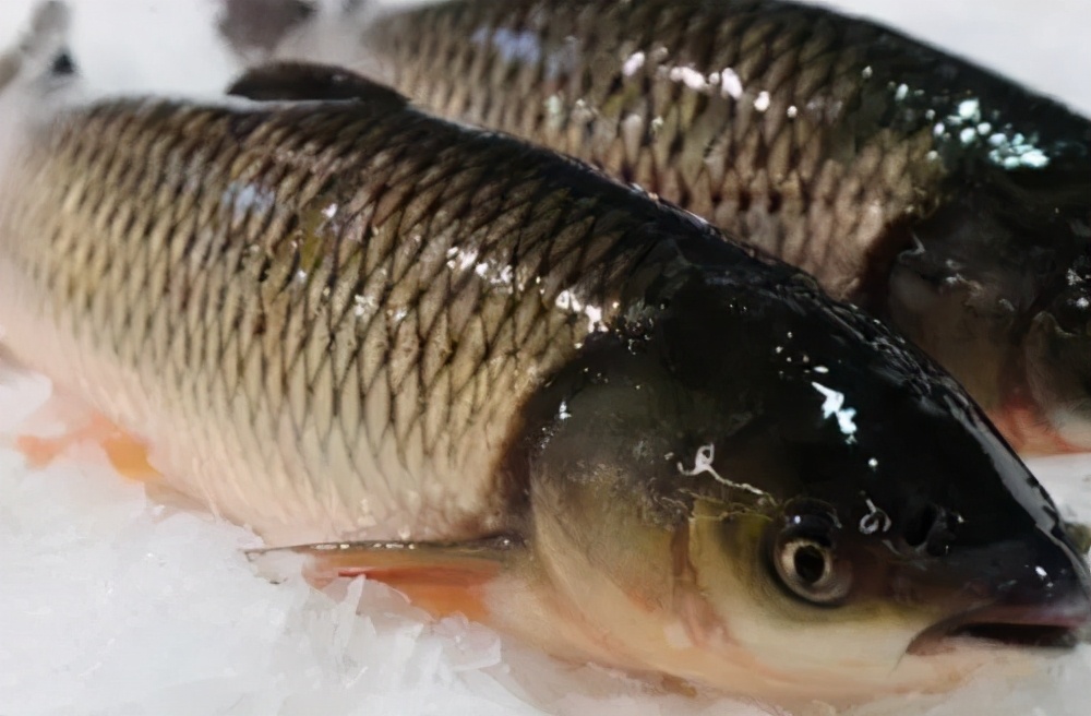 夏天买鱼容易死,夏天买鱼要怎么选