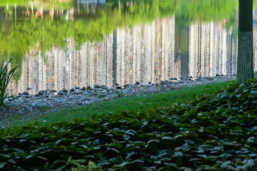 春意盎然的湿地公园,一个风景如画美丽休闲的公园