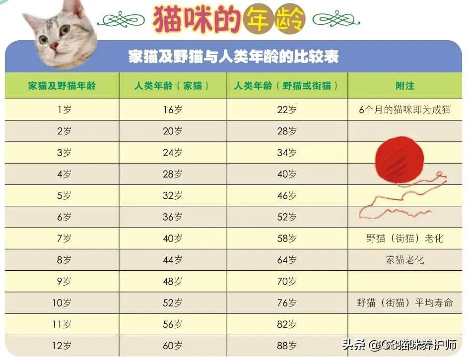 斯芬克斯无毛猫的冷知识,斯芬克斯猫是人工的吗