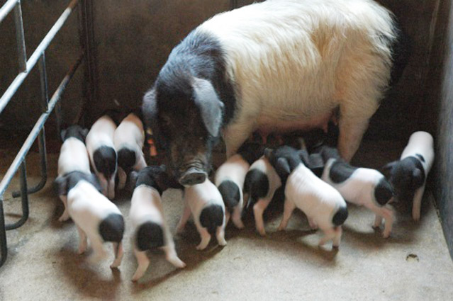 中国42种濒临灭绝的猪,中国土猪灭绝了哪几个品种