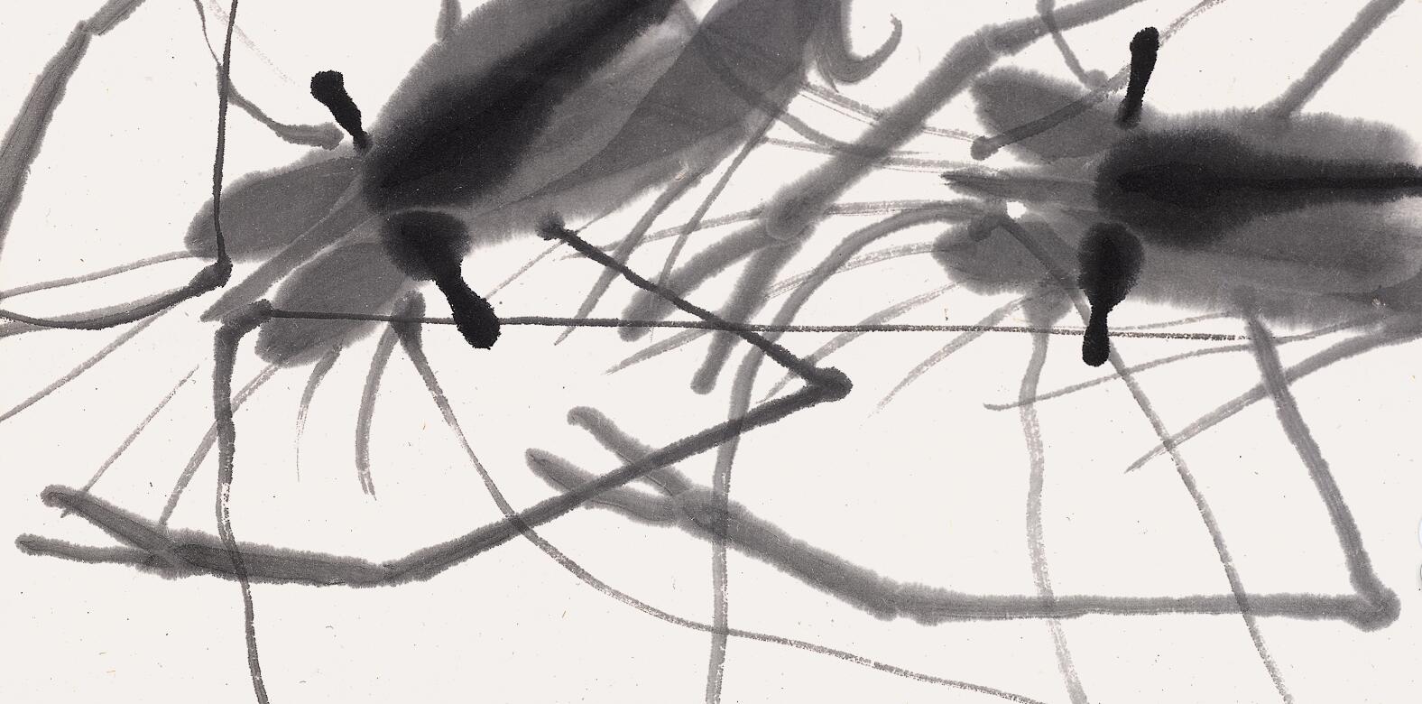 白石老人画虾视频大全,白石老人画虾的感悟