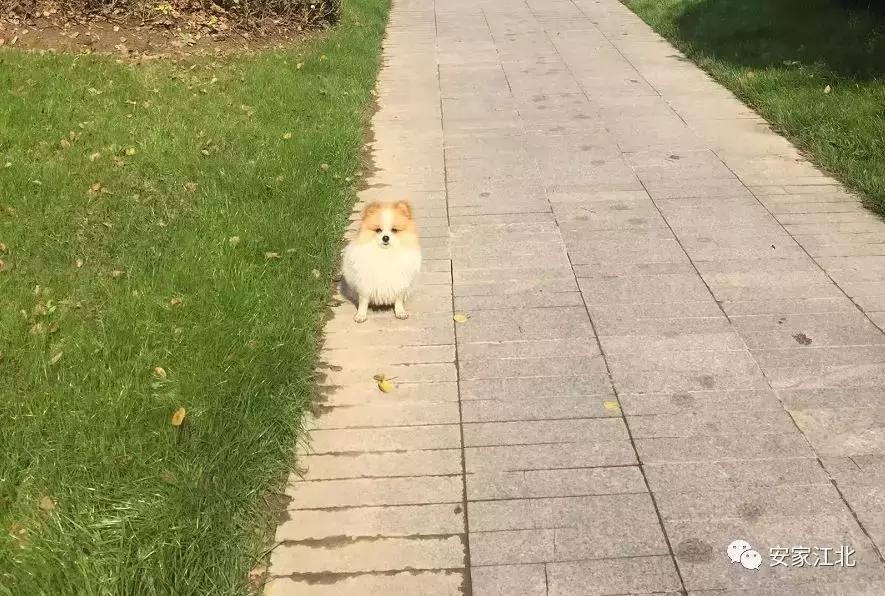 南京江北4号线新楼盘,南京地铁盘怎么样