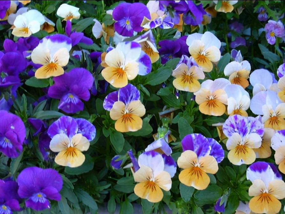 常见花卉养殖总汇,各种花卉植物养殖方法??