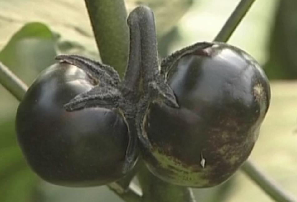 茄子畸形果,茄子有畸形果是什么原因