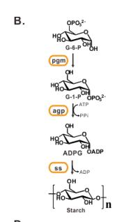 二氧化碳合成淀粉路径,从二氧化碳人工合成淀粉靠谱吗