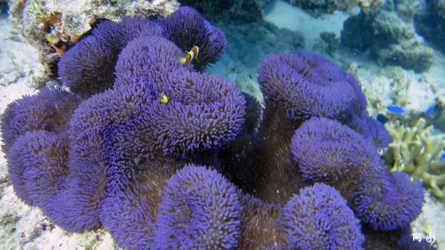 帕劳金色水母,帕劳水母旅行