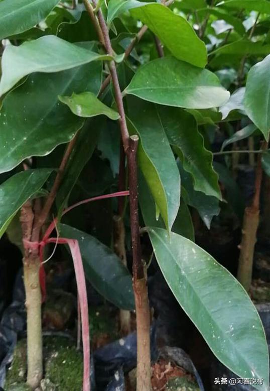 农村好货有哪些,农村好货大全