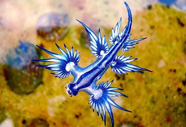 海精灵动物,海精灵是动物吗