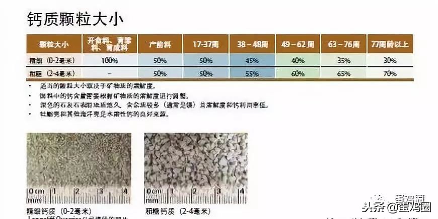 蛋壳是如何形成的？破蛋、软蛋多是咋回事？