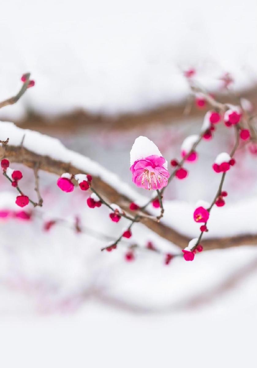 袁明忠|雪压梅枝梅压雪双铺锦地锦铺双(原创回文诗20组)