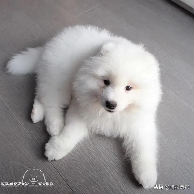 柯基和萨摩哪个可爱,萨摩耶和柯基哪个体型大