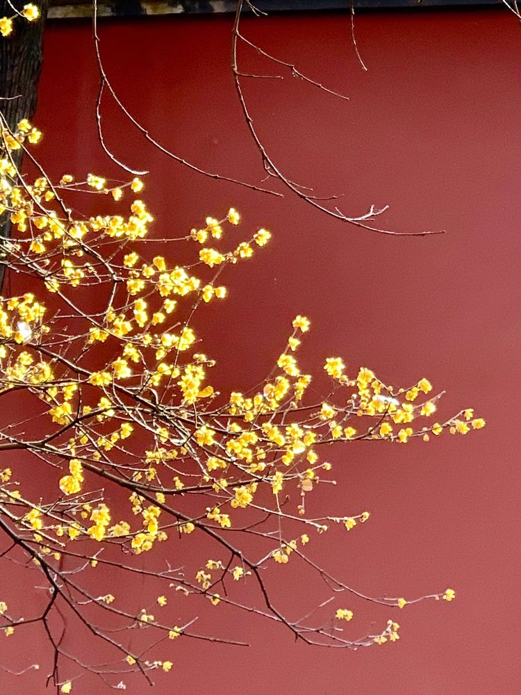 不惧严寒,不惧严寒静待春暖花开