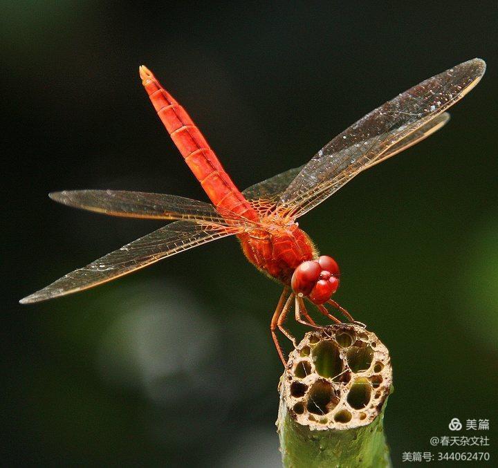 《捉蜻蜓》●作者/李继春