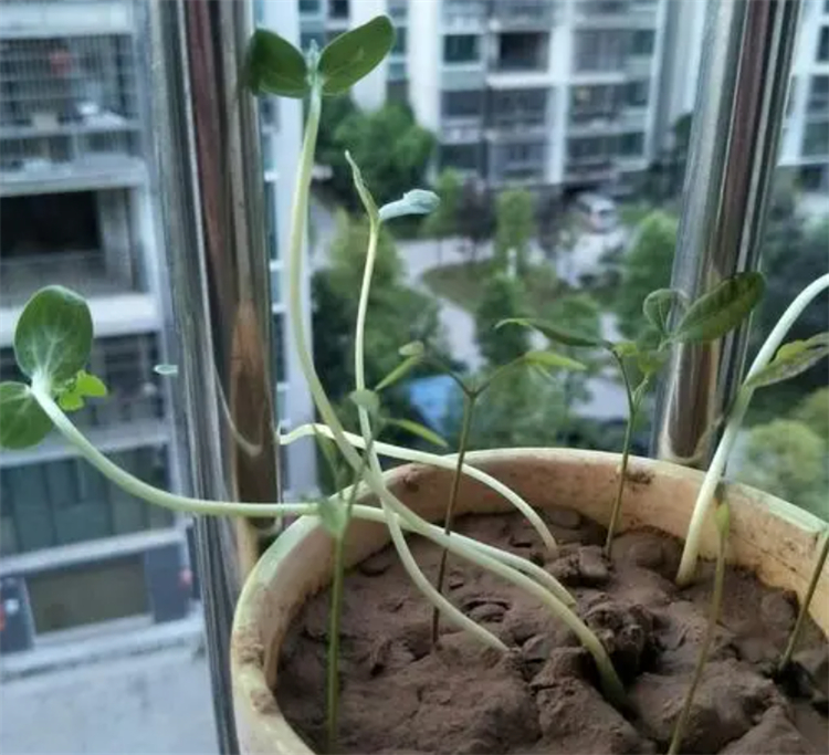 西瓜籽直接种土里会发芽吗,西瓜籽直接种土里面会生吗