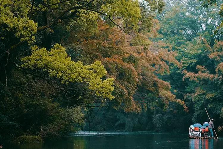 桂花香秋天的味道,南宁青秀山桂花盛开