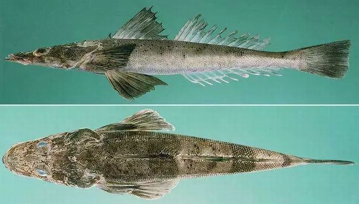 做好这五件事延迟寿命7年,十天内怎么消除肿眼泡